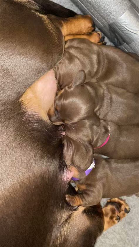 Maggiordomo Dachshunds On Twitter There Is Truly Something Amazing