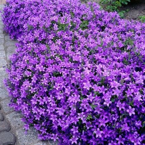 Ground Cover Garden Collection 10 Mixed Ground Covers Perfect For