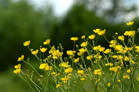 35 Plants That Are Poisonous To Horses