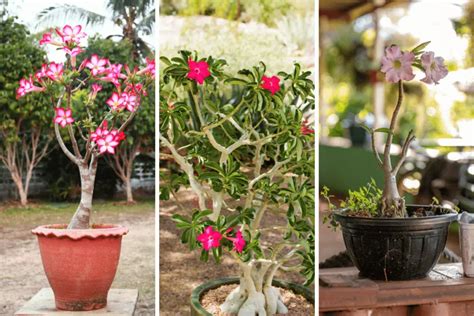 Rosa Do Deserto Quando Podar Como E Quando Podar Essa Planta Ex Tica