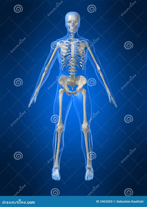 Human Skeleton Hand Holding Four Aces Cartoon Vector Cartoondealer
