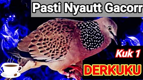 Suara Pancingan Tekukur PALING Pass Untuk Pancingan Atau PIKAT YouTube