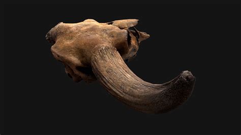 3D Model Bull Cow Skull - TurboSquid 2097703