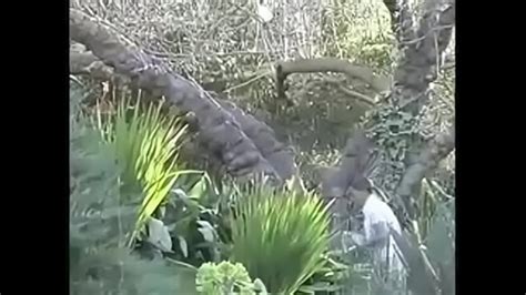 Wwe Asuka Nude Search Xvideos