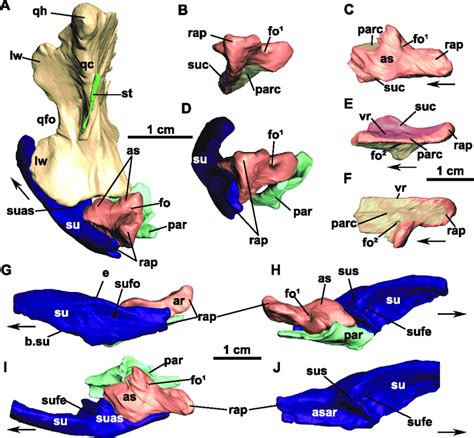 D Reconstruction Based On Ct Scan Images Of The Posterior Portion Of