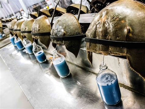 Exotic pets are a major driver of invasive species