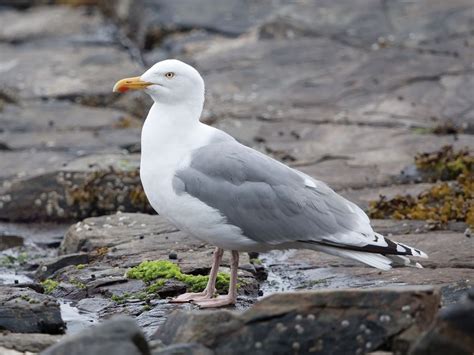 Herring Gull Bird Facts Larus Argentatus Birdfact