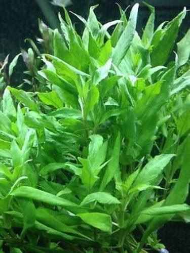 Hygro Willow Hygrophila Angustifolia Trins Tropical Fish