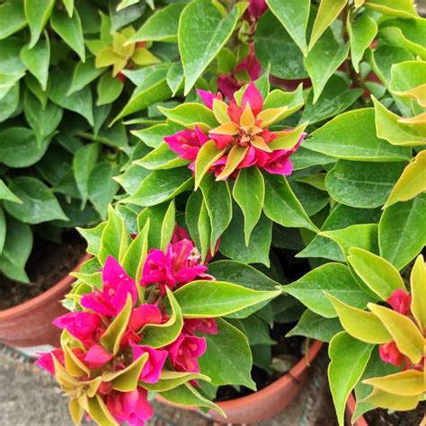 Bougainvillea Mini Thai - Garden Sa Torre