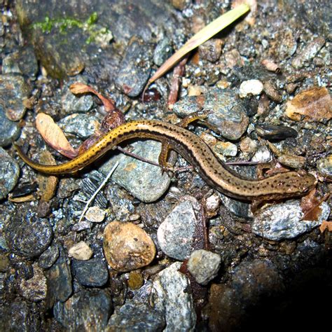 Northern Two Lined Salamander Salamanders Of New Hampshire · Inaturalist