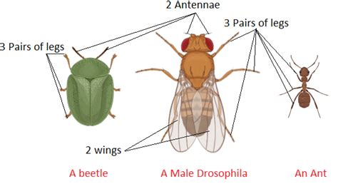 Can An Insect Have Legs Exploring Natures Curious Anomalies