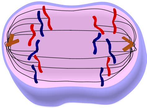 Anaphase; anaphases