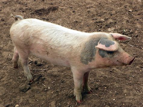 definitive guide  domestic pig facts habitat conservation status