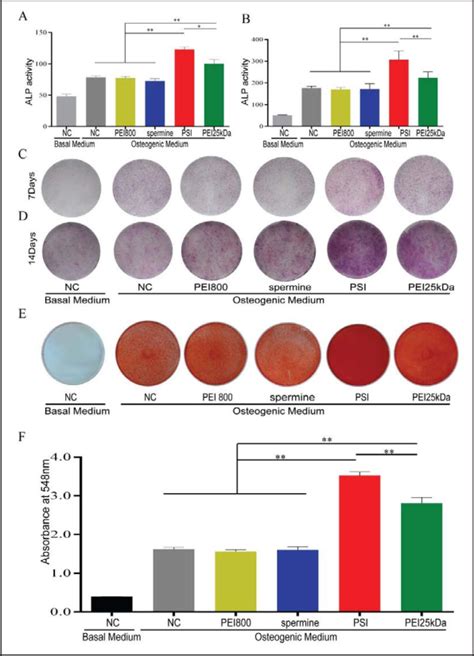 Chordin Knockdown Rescued The Osteogenic Capacity Of Hbmscs Isolated