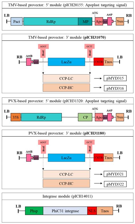 Synbio Free Full Text Rapid Production Of Cyclic Citrullinated