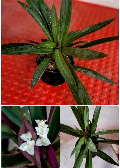 Plants | Tradescantia spathacea Plants🌵& Pot | Freeup