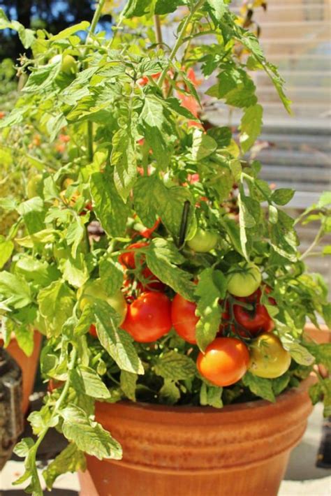 Variedades De Tomates Para Cultivar En Maceta