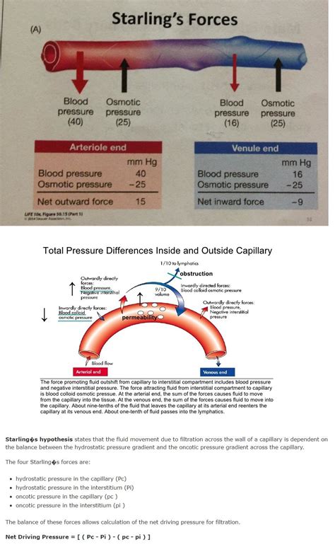 fluid movement  capillary  arterial venous   governed