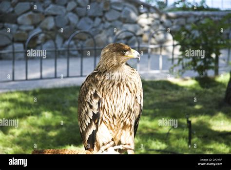 Eagle Photo Hi Res Stock Photography And Images Alamy