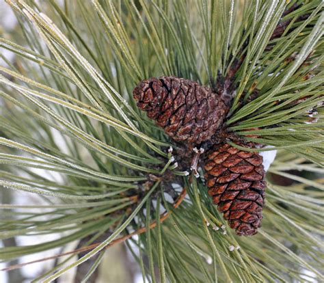 red de herbarios mexicanos pinus resinosa