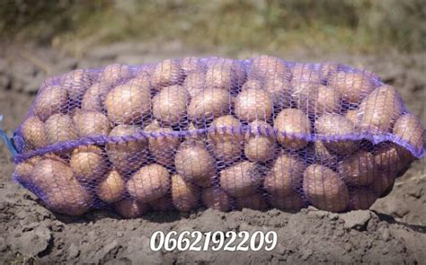 Продам картофель Беларосса Пикассо, Днепропетровская обл — Agro-Ukraine