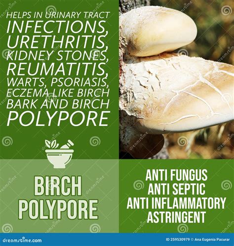 Birch Polypore Stock Illustrations 27 Birch Polypore Stock