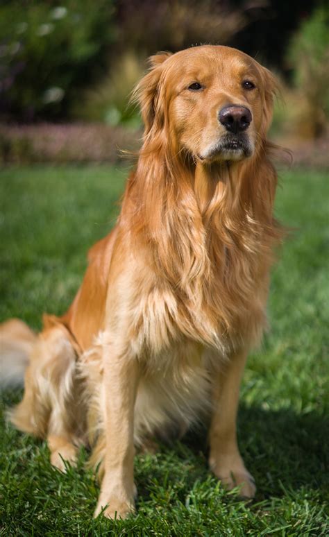 Pictures Of Golden Retrievers - Golden Retriever Photo Gallery