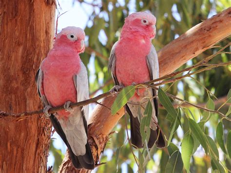 Galah - eBird