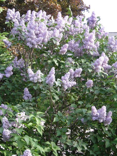 Lilac Season Freshmoonpie