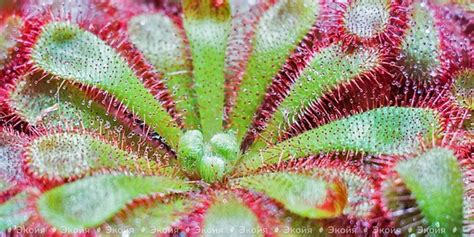 Как вырастить хищные растения дома