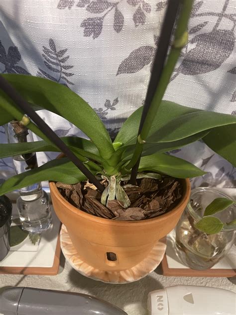 First New Leaf Ever Rorchids