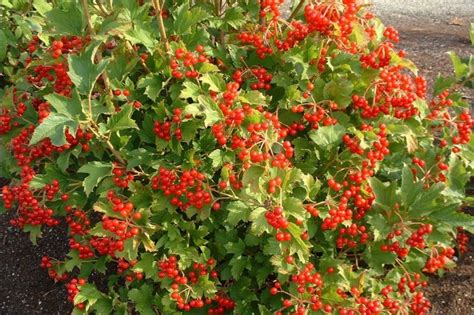 Kalina Koralowa Park Harvest Viburnum Opulus C240cm Sadzonki