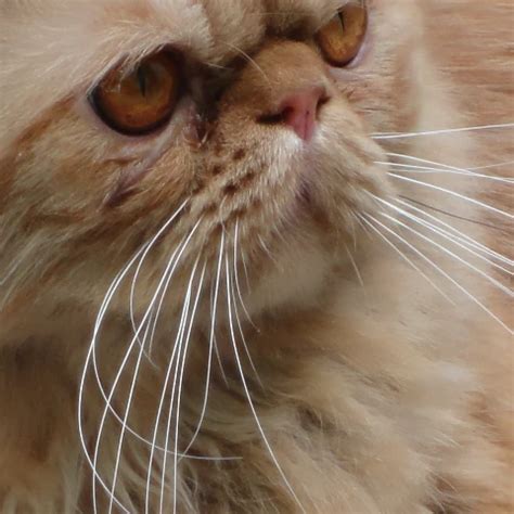 La Bourgeoise Et La Truie A Poil Dans La Foret Porn C9 XHamster