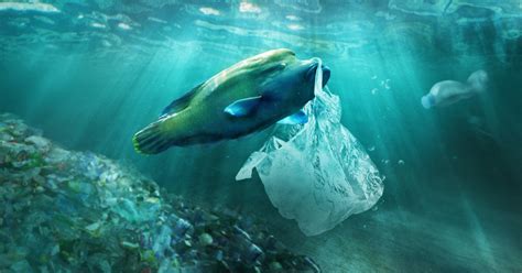 海洋プラスチック問題とは？原因と対策や世界の現状を紹介 サステラ