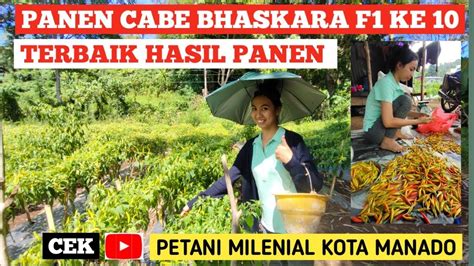 Panen Cabe Rawit Bhaskara KE 10 YouTube