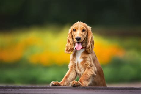 Top 7 Best Cocker Spaniel Breeders In Ontario