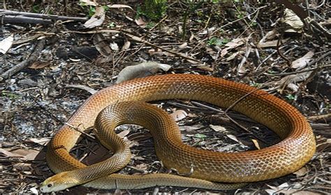 Coastal Taipan Facts and Pictures | Reptile Fact