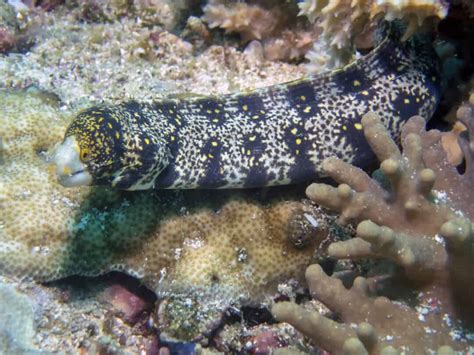 Types Of Eels: 8 Of The Best Freshwater And Saltwater Eels