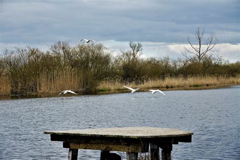 Schwäne über der Peene Reinhard Grieger Flickr