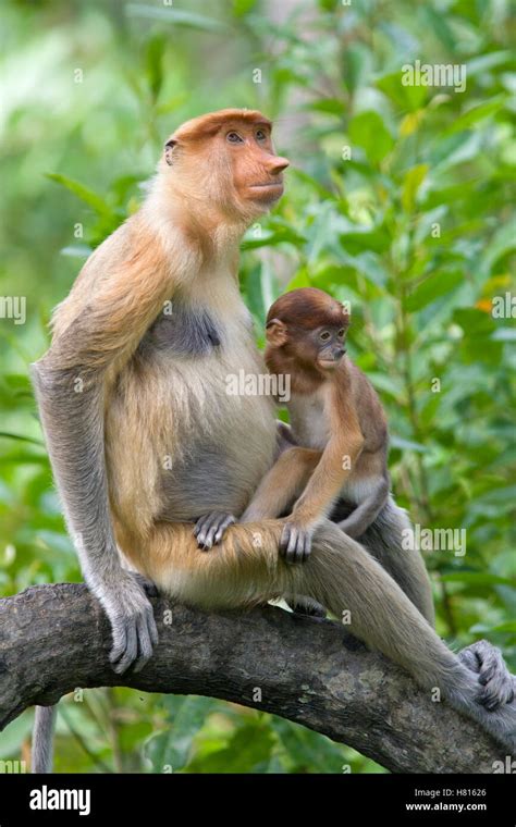 Proboscis Monkey Nasalis Larvatus Female With Two Month Old Baby