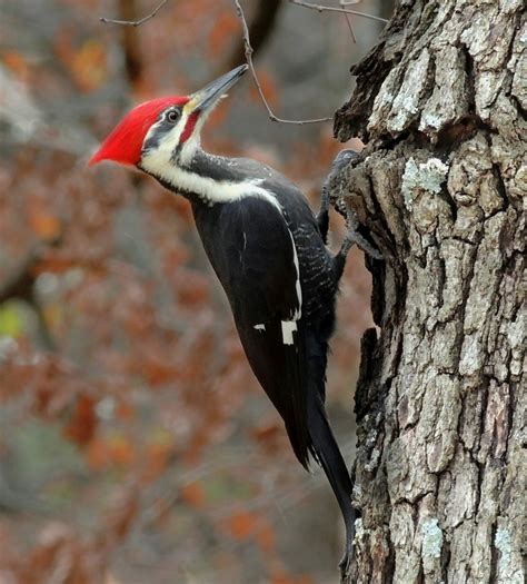 10 Things You May Not Know About Florida Woodpeckers