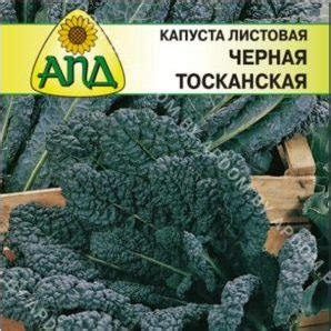 Капуста черная итальянская Тоскана: фото, описание, правила выращивания ...