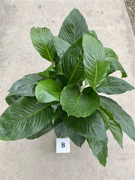 8" Spathiphyllum Pablo - Cal Greenhouses