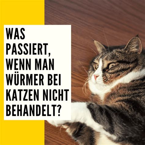 W Rmer Bei Katzen Ursachen Verhalten Behandlung