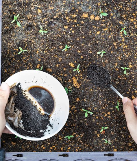 Are Coffee Grounds Good For Plants We Ask The Experts Homes Gardens