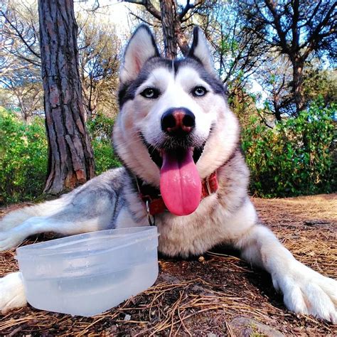 Cómo Cuidar Adecuadamente A Un Husky