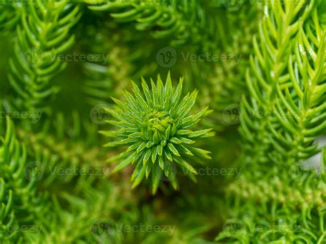 cook pine tree 7