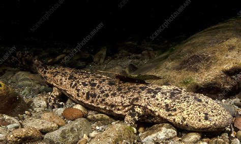 Japanese Giant Salamander Andrias Japonicus Stock Image C0504676