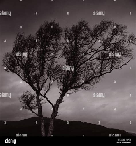 Windy tree hi-res stock photography and images - Alamy