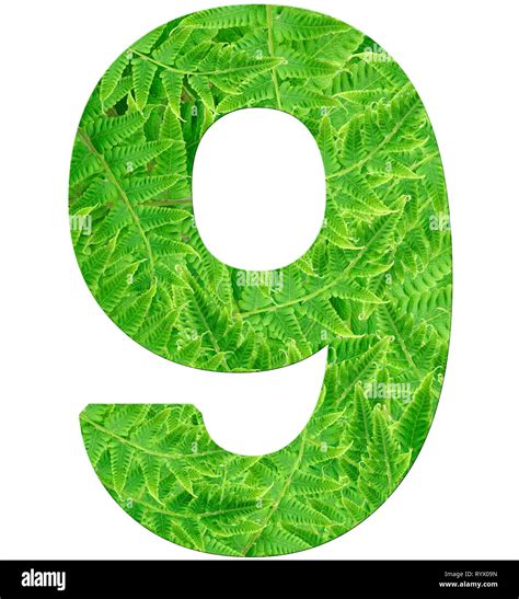 number 9 with fern texture, isolated on white background, font ...